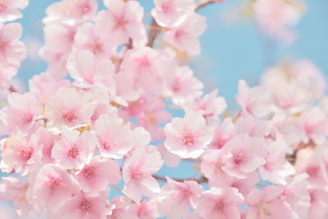 注目成分「桜の葉」