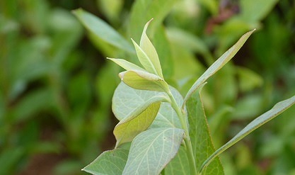 注目成分「ブルーベリー葉」